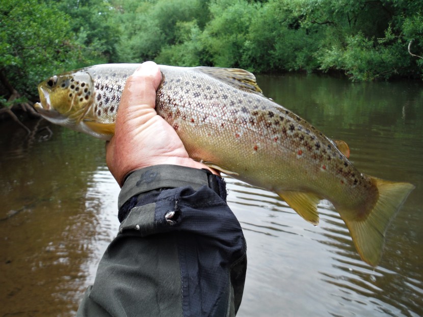 Monnow trout